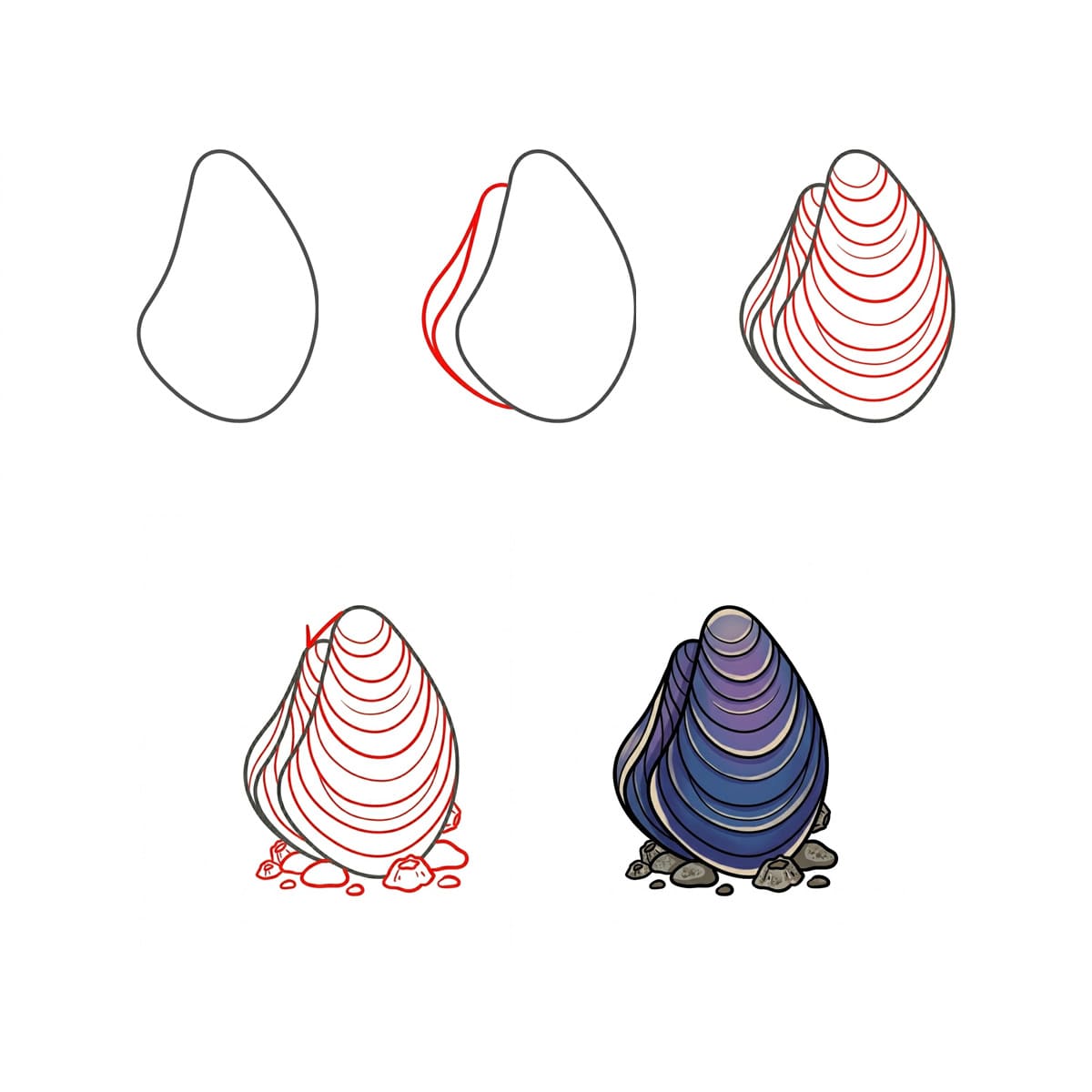 Coquillage Moule Pointue dessin