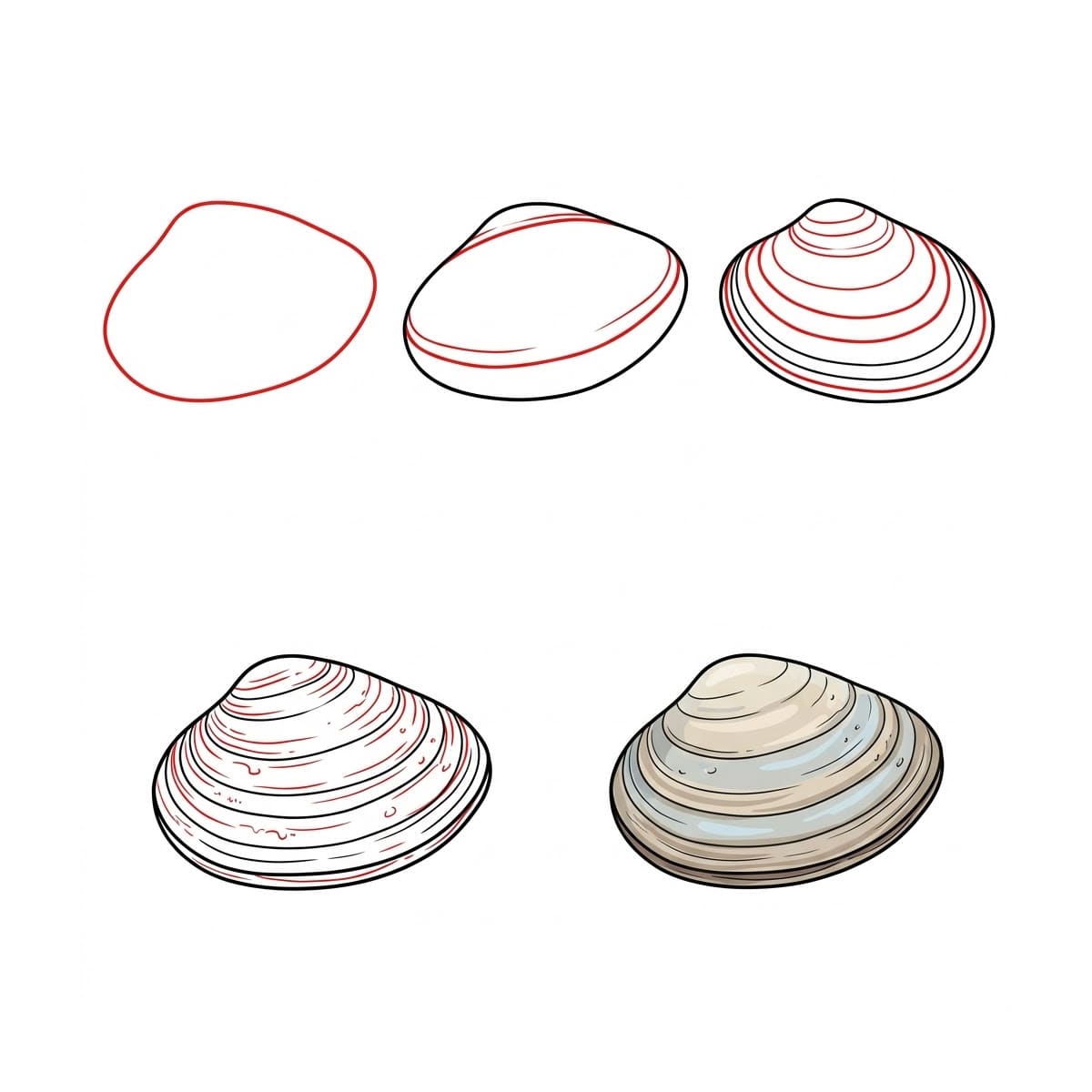 Coquillage Palourde Épaisse dessin