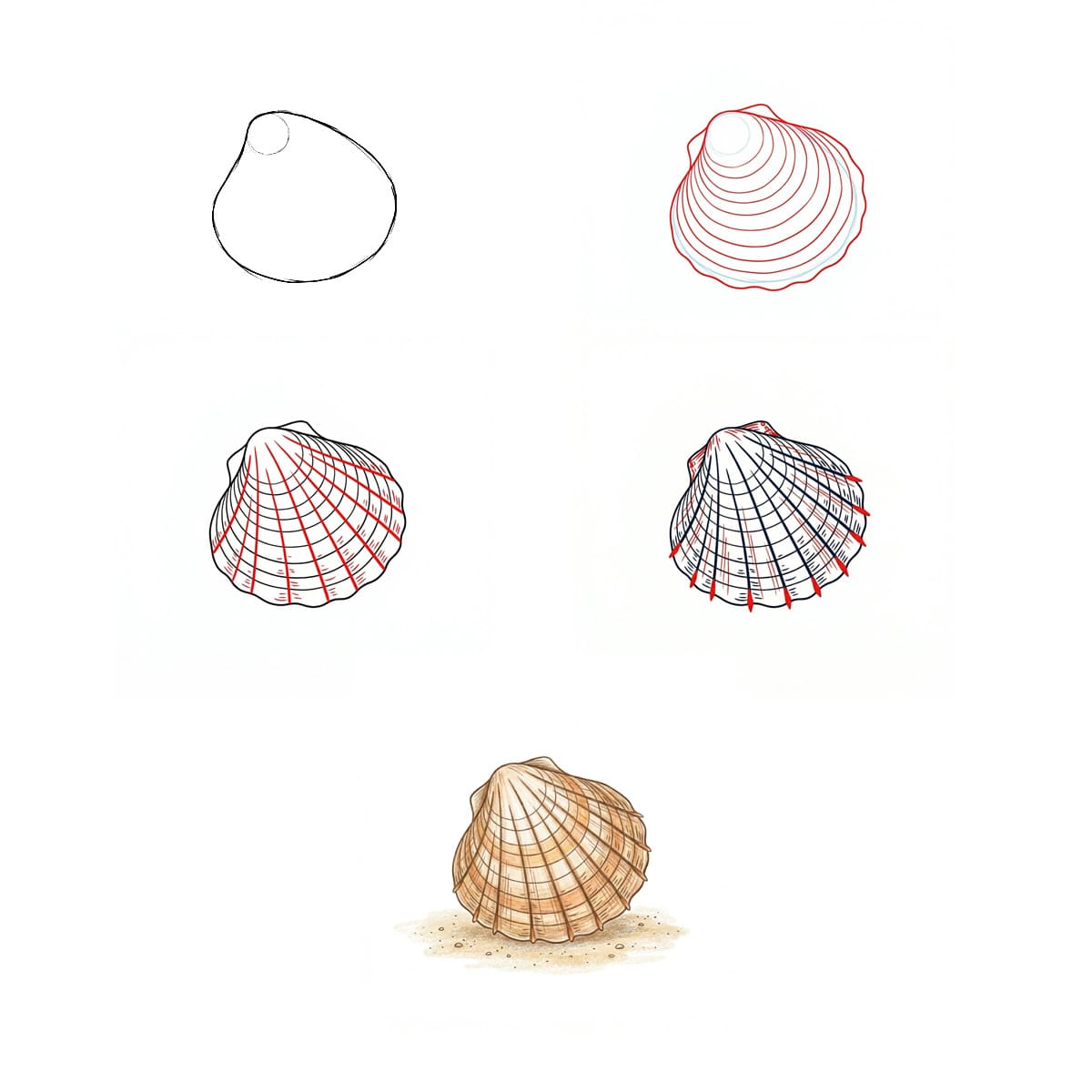 Coquillage Palourde Petite dessin