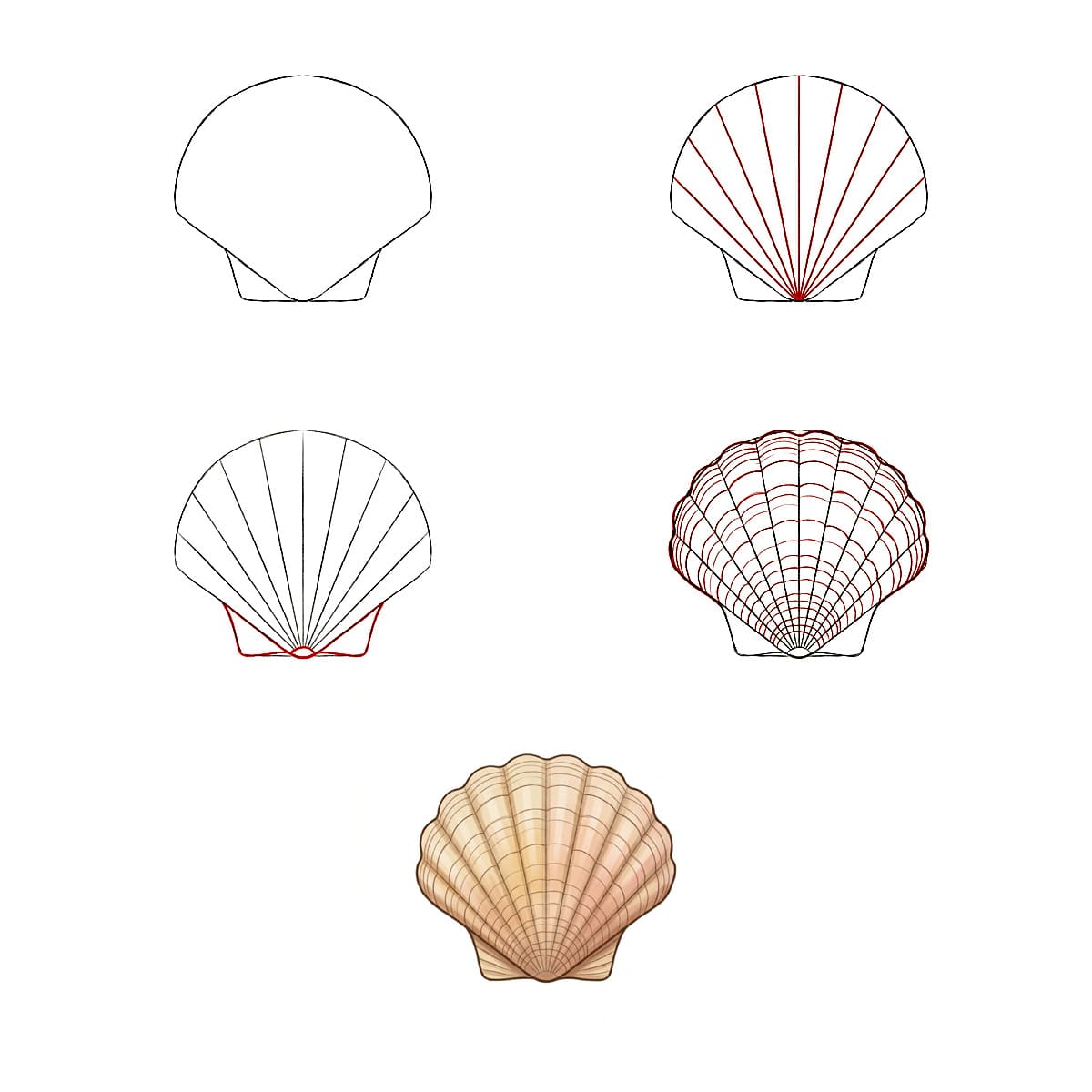 Coquillage Peigne Classique dessin