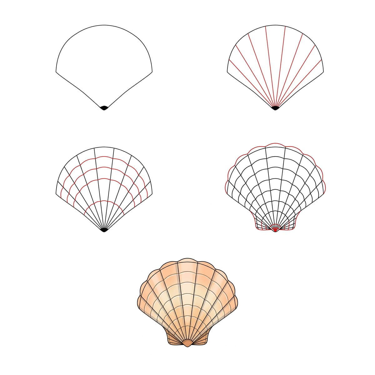 Coquillage Peigne Large dessin