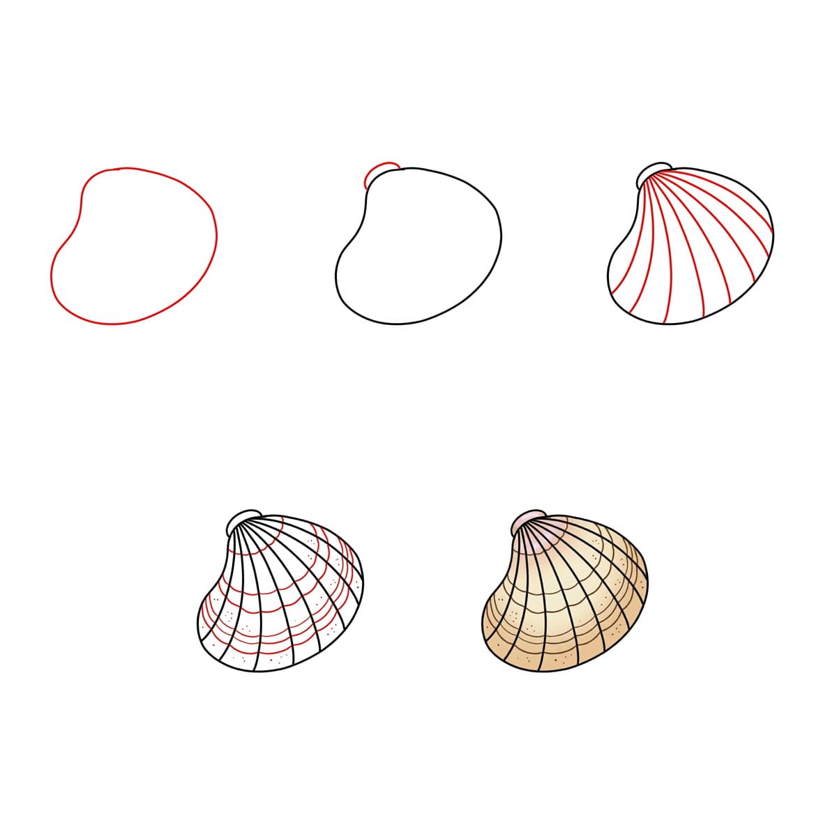 Coquillage Peigne Simple dessin
