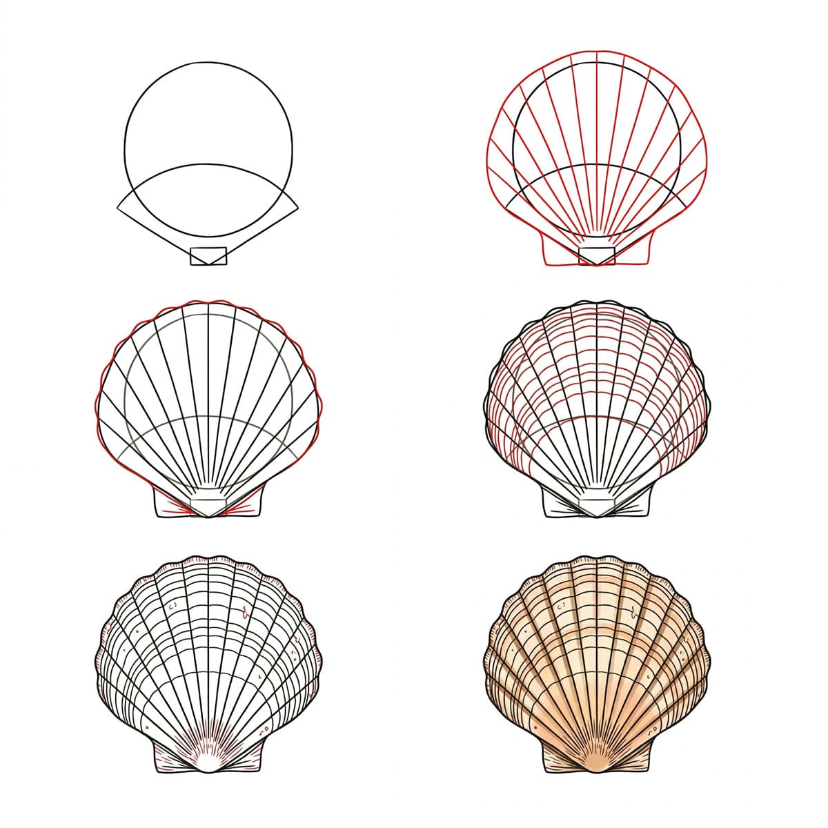 Coquillage Pétoncle Haut dessin