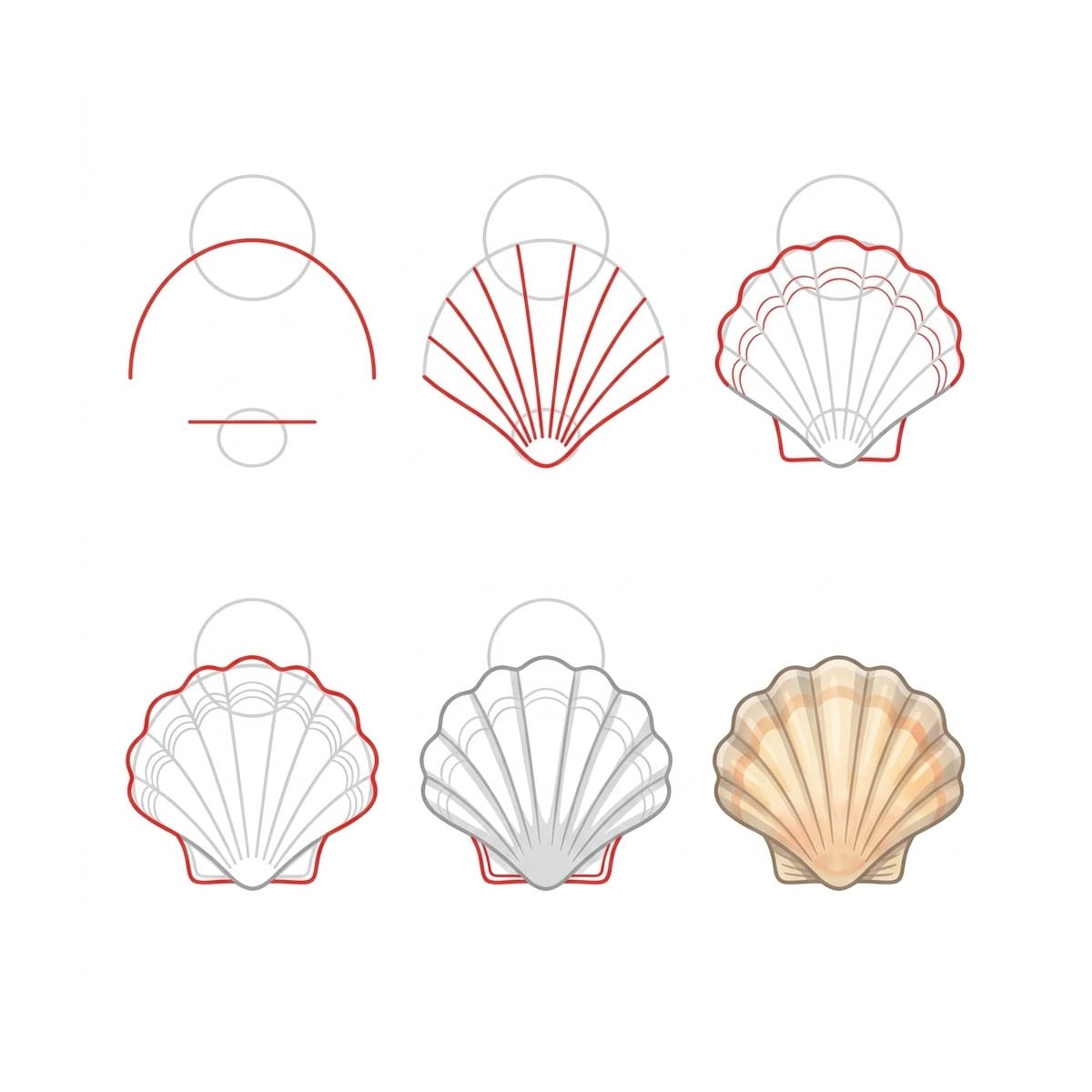Coquillage Pétoncle Ondulé dessin