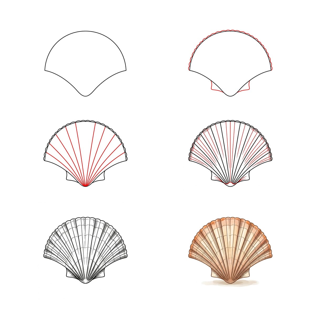 Coquillage Pétoncle Rayé dessin