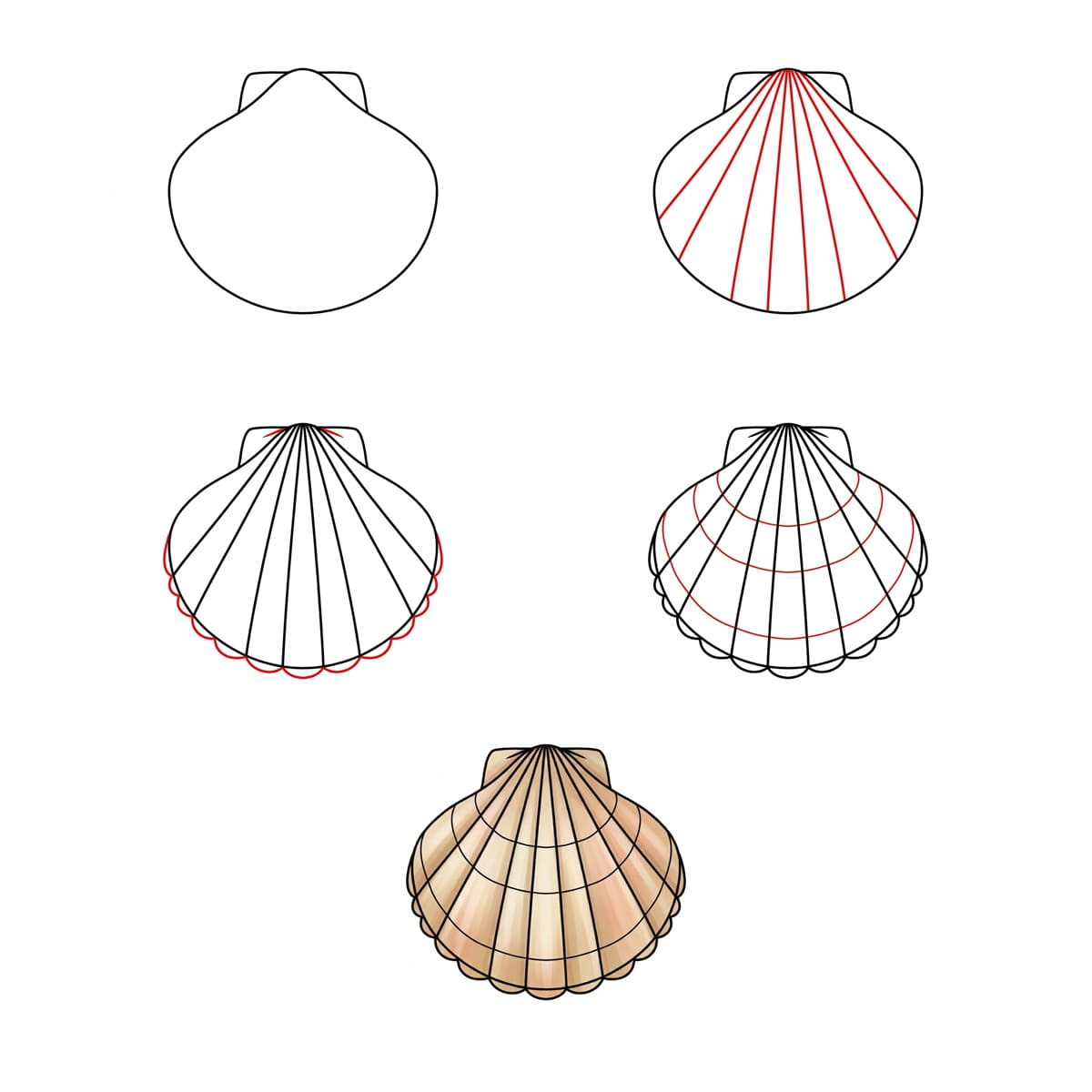 Coquillage Pétoncle Symétrique dessin
