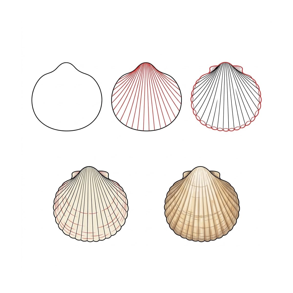 Coquillage Rond dessin