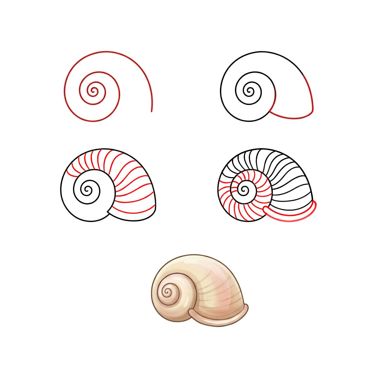 Grand Coquillage en Spirale dessin