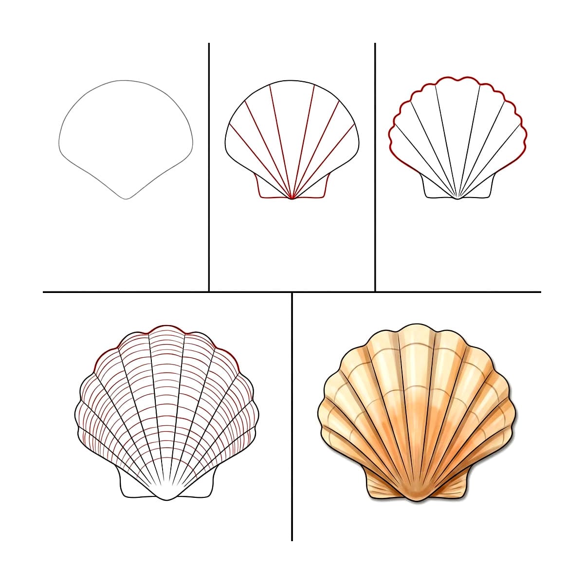Grand Coquillage Pétoncle dessin