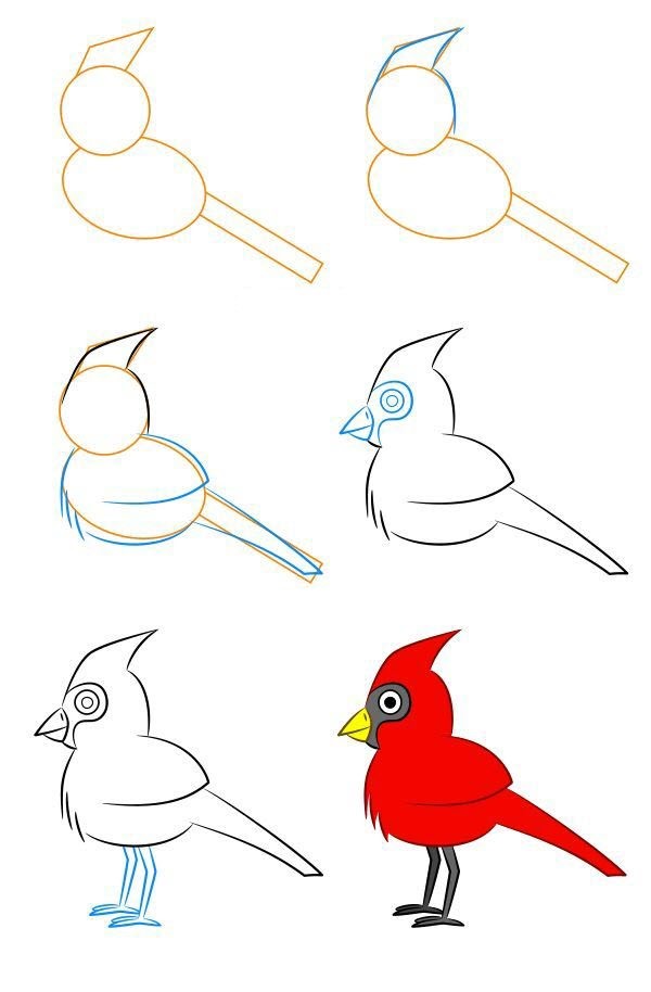 Cardinal dessin