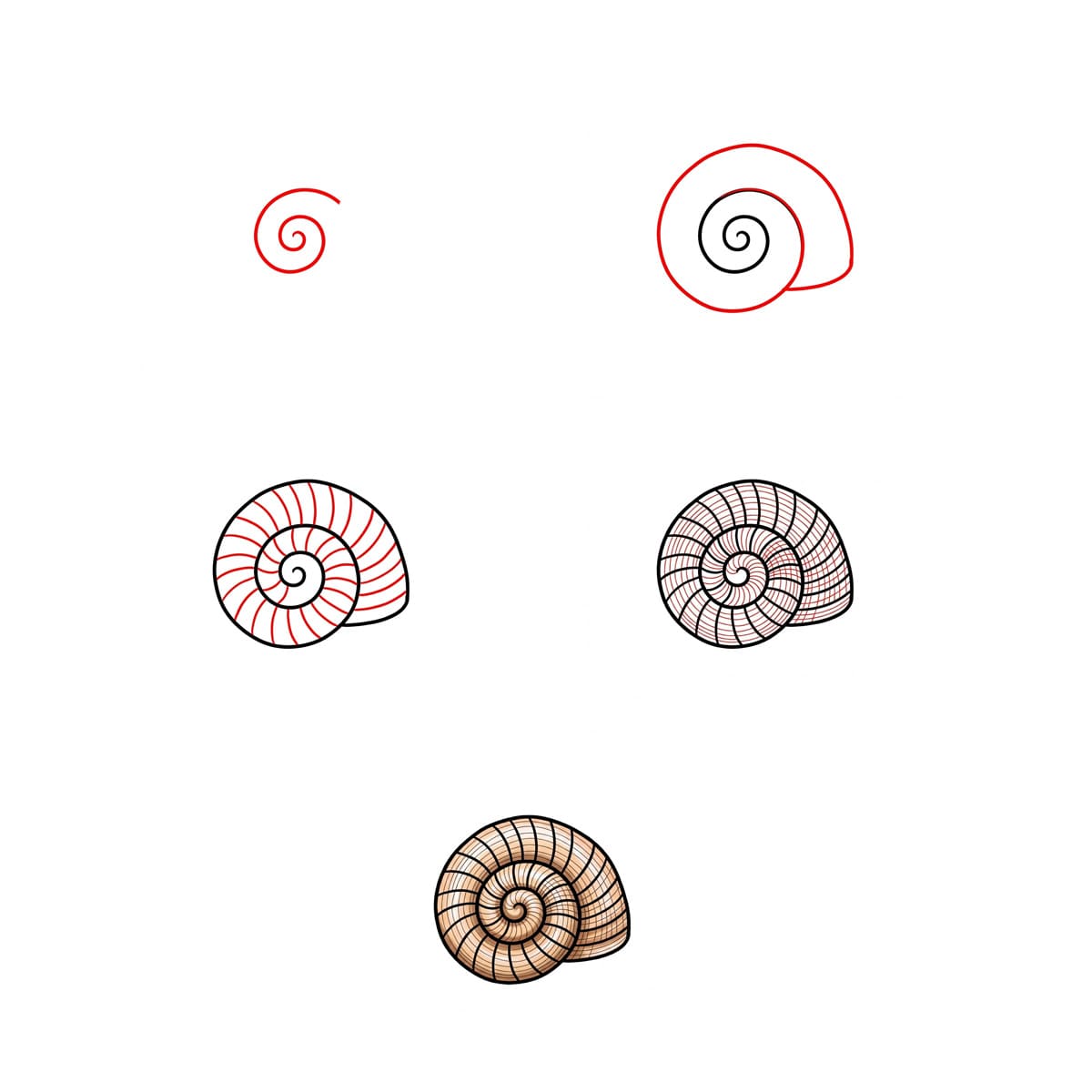 Petit Coquillage en Spirale dessin
