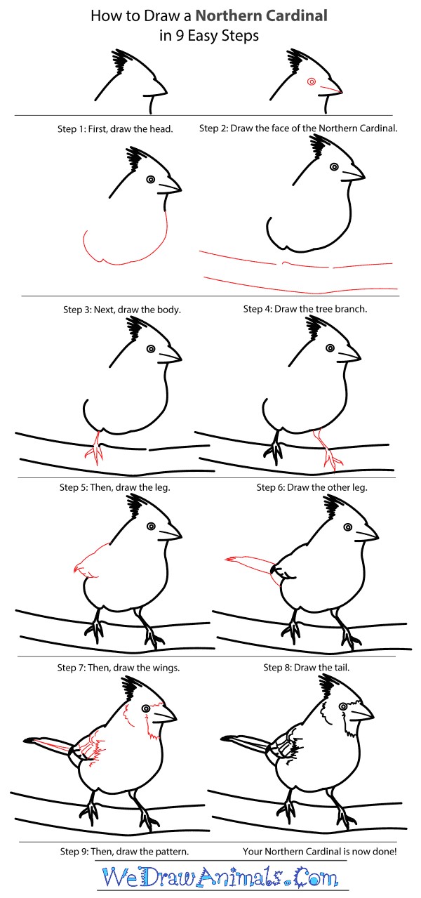 Un Cardinal détaillé étape par étape dessin