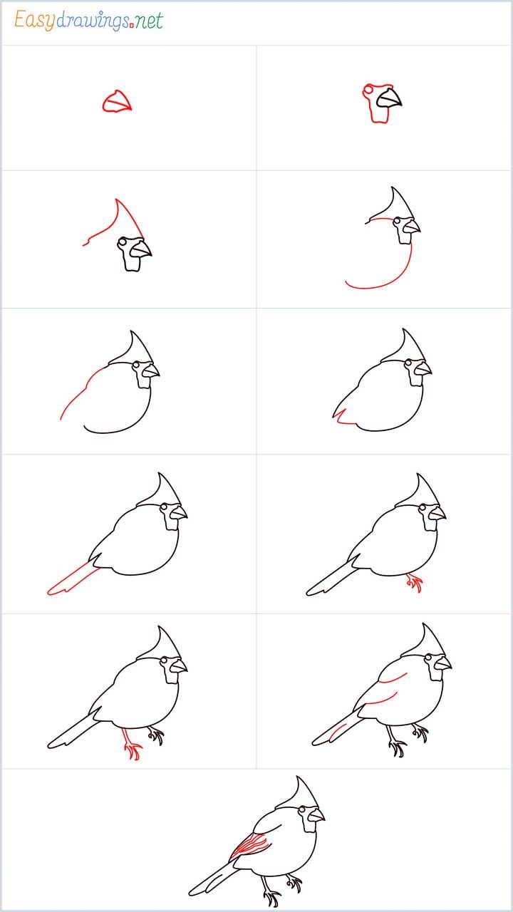 Un cardinal mignon dessin