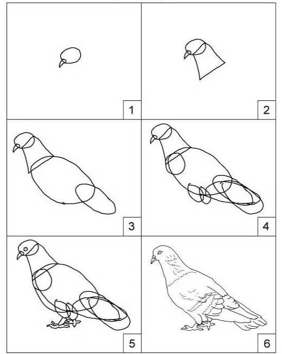 Pigeon simple dessin
