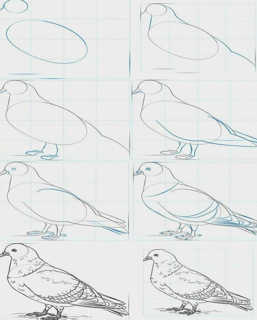 Pigeons faciles dessin