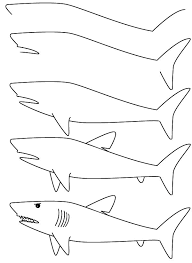 Requin blanc 2 dessin