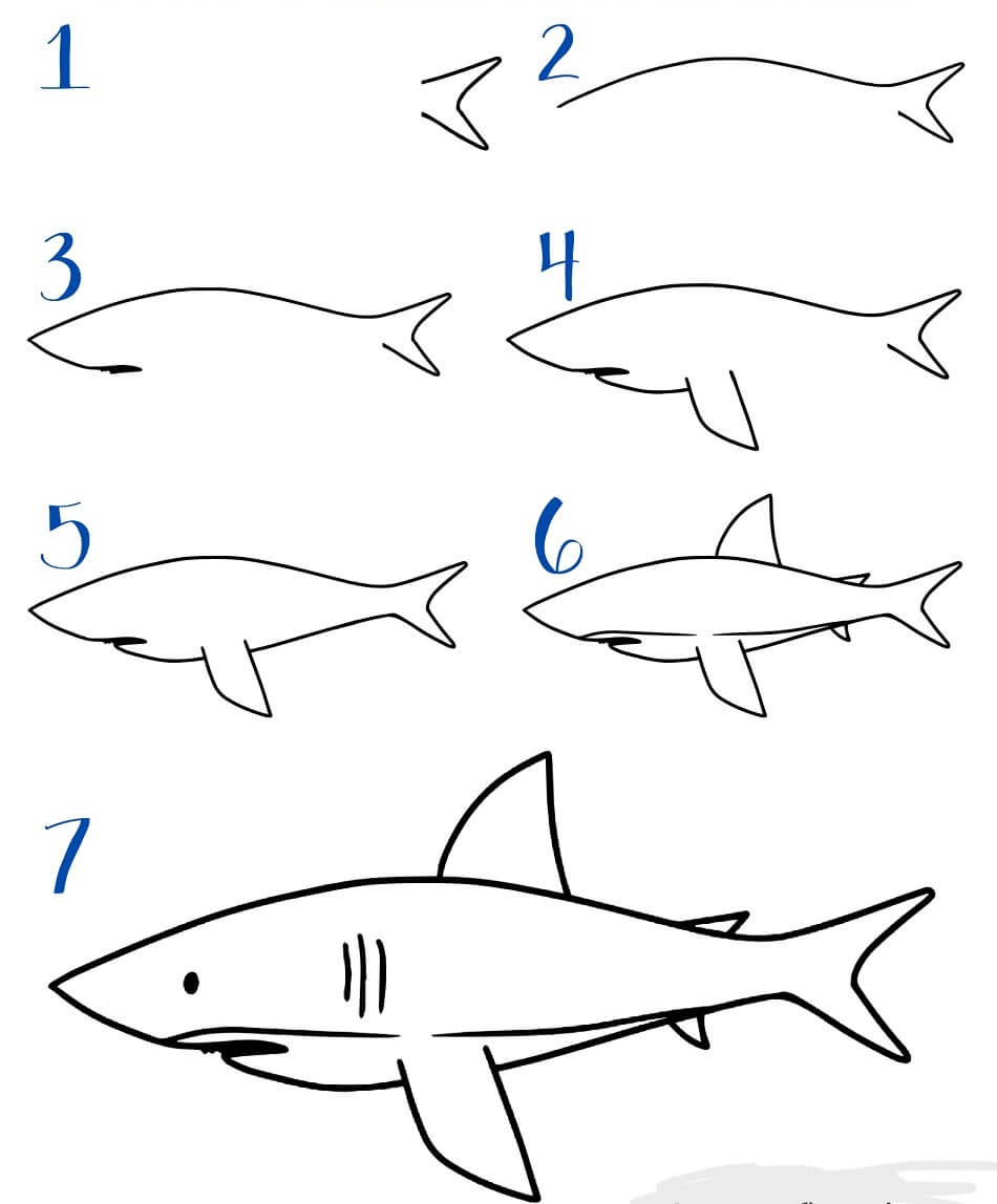 Requin blanc dessin