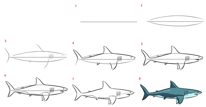 Requin tueur dessin