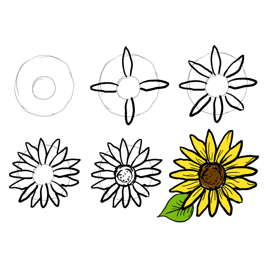 Dessiner des tournesols simples (3) dessin