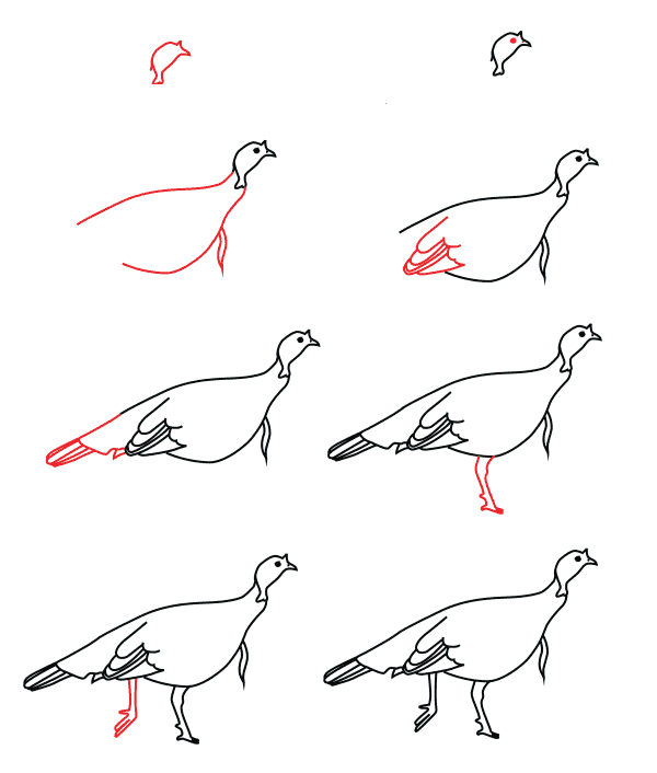 Female turkey (1) dessin