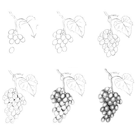 Idée grappe de raisin (5) dessin