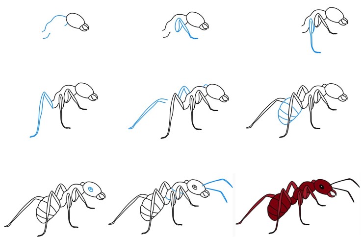 Idée de fourmi (10) dessin