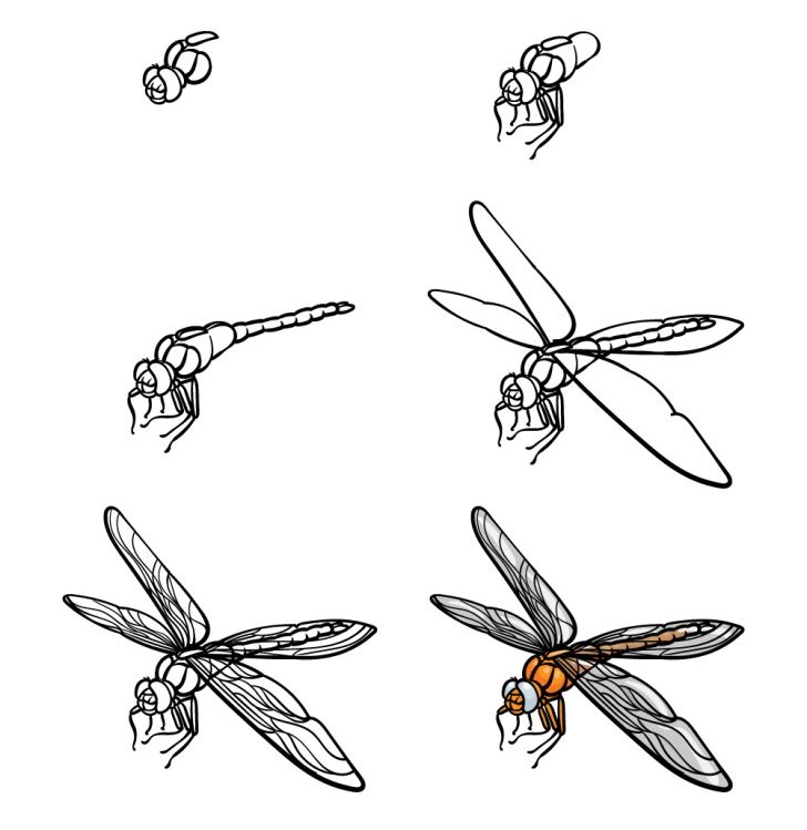 Idée de libellule (21) dessin