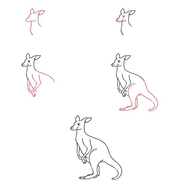 Idée kangourou (8) dessin