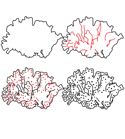 Polype de corail dessin