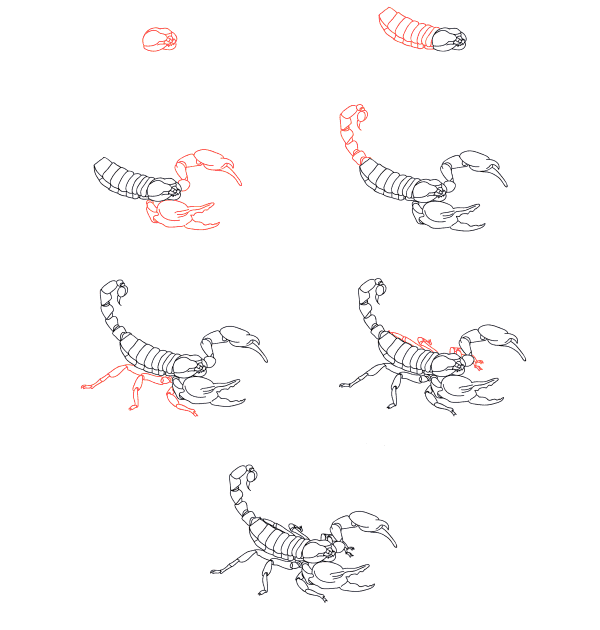 Scorpion réaliste dessin