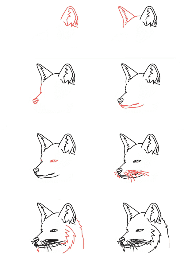 Tête de renard (2) dessin
