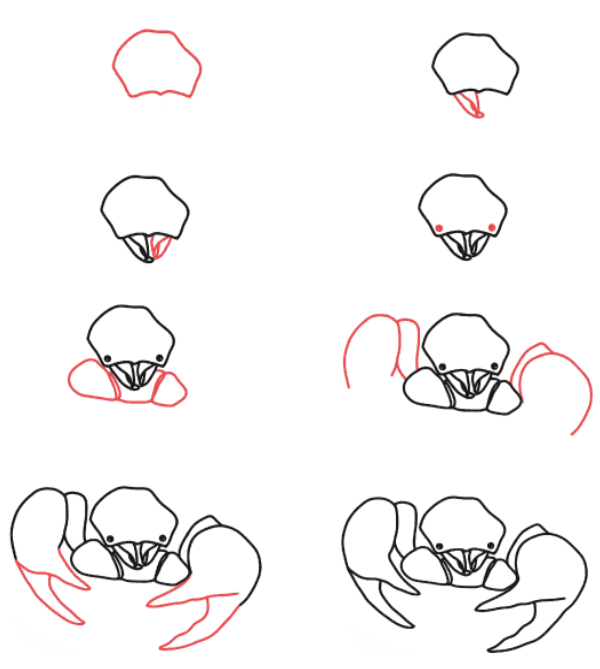 Tête de scorpion dessin