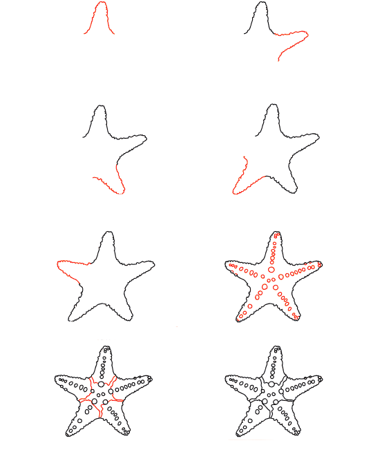 Étoile de mer céleste dessin