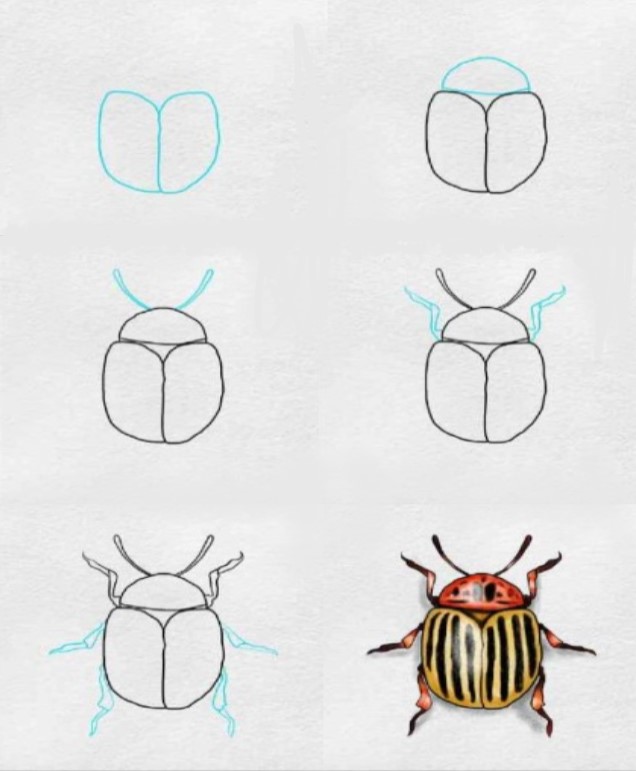 Une idée de scarabée (9) dessin