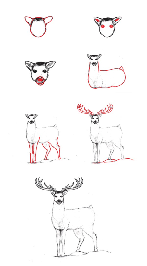 Cerf réaliste (5) dessin