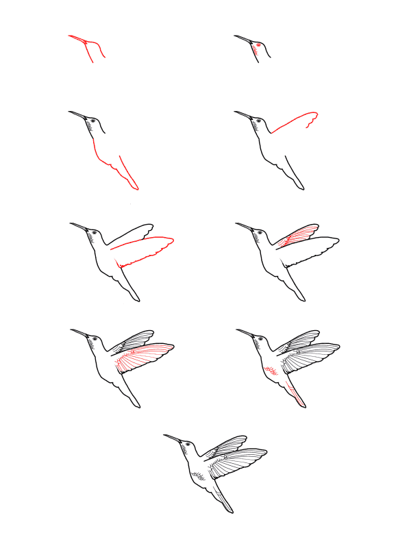Colibri réaliste dessin
