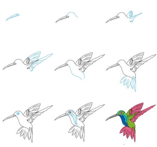 Idée colibri (20) dessin