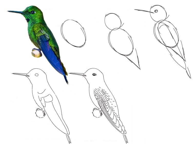 Idée colibri (24) dessin