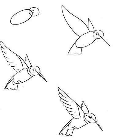 Idée colibri (7) dessin