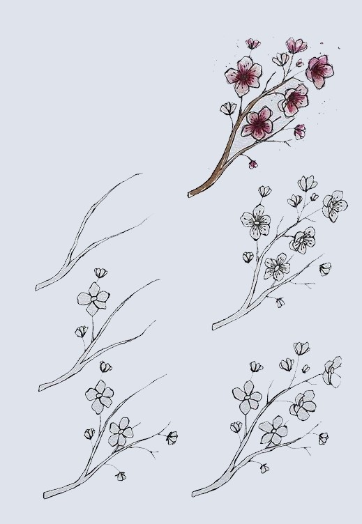 Idées de fleurs de cerisier (5) dessin