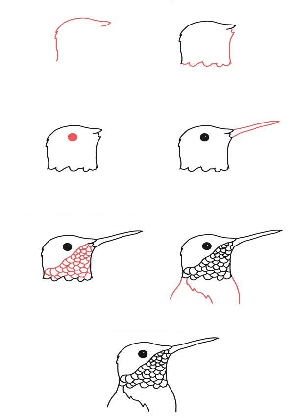 Tête de colibri dessin