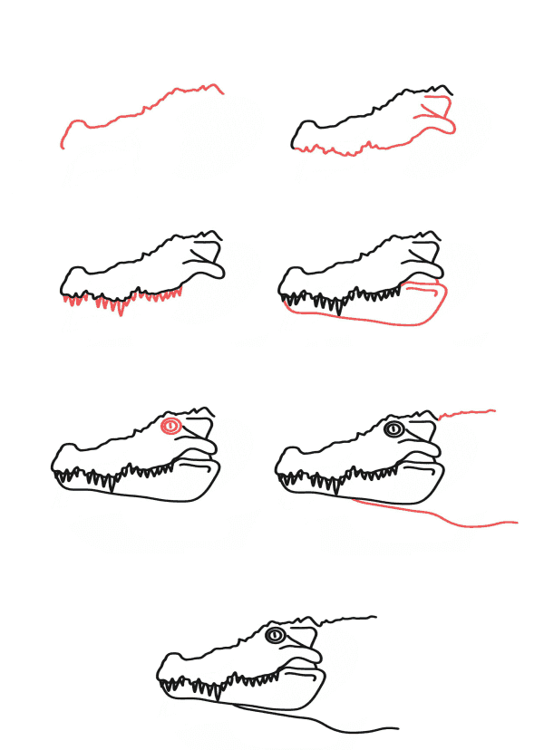 Têtes d'alligators dessin