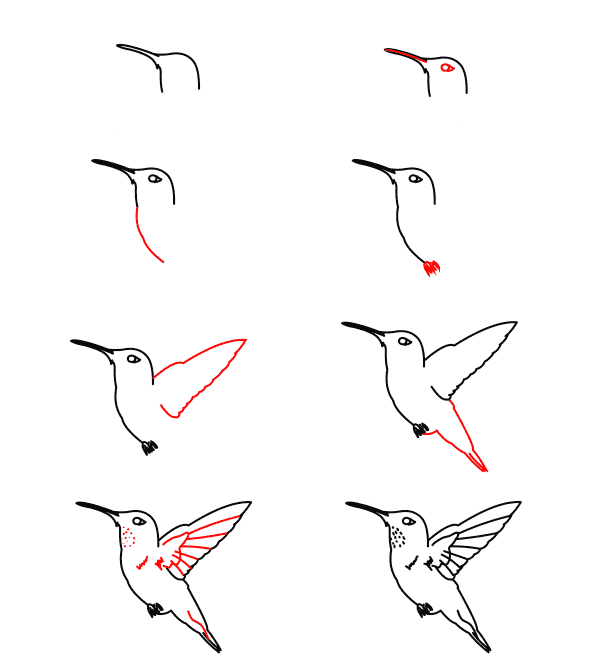 tutoriel-colibri-roux dessin