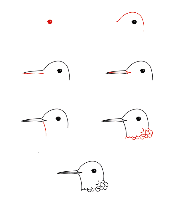 Visage de colibri dessin