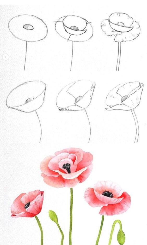 idées de fleurs de pavot (1) dessin