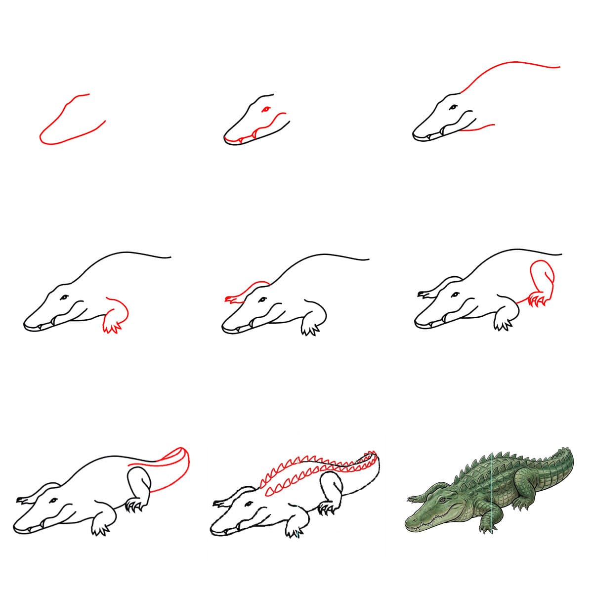 Crocodile épineux dessin
