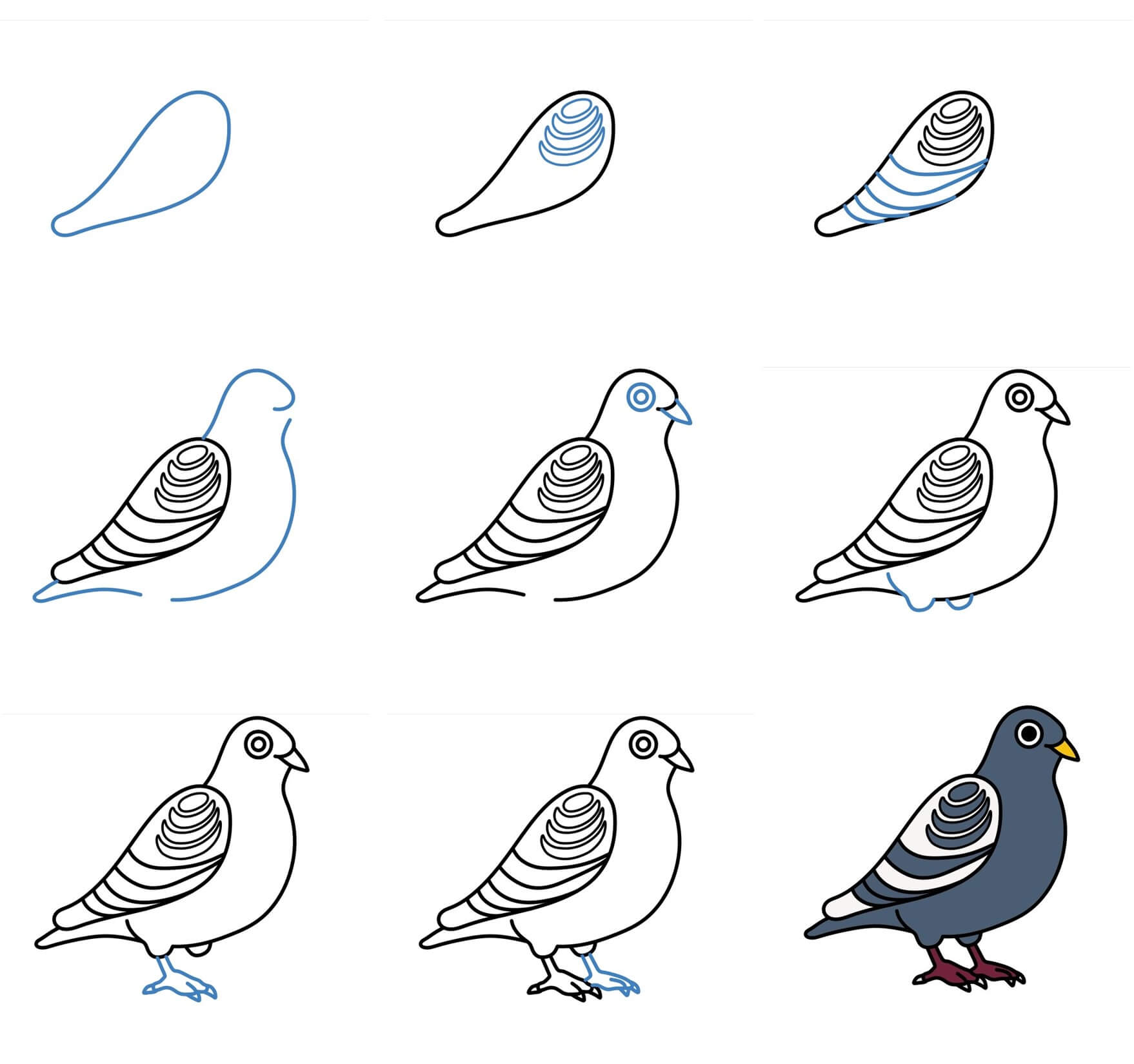 Pigeons dessin