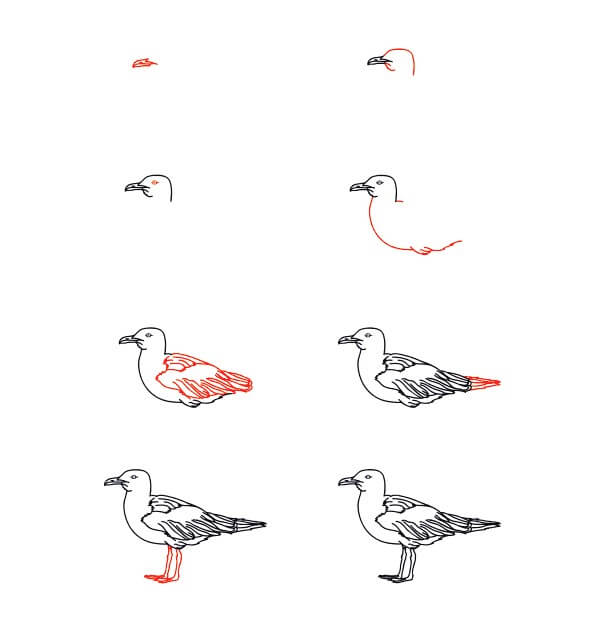 Mouette réaliste dessin