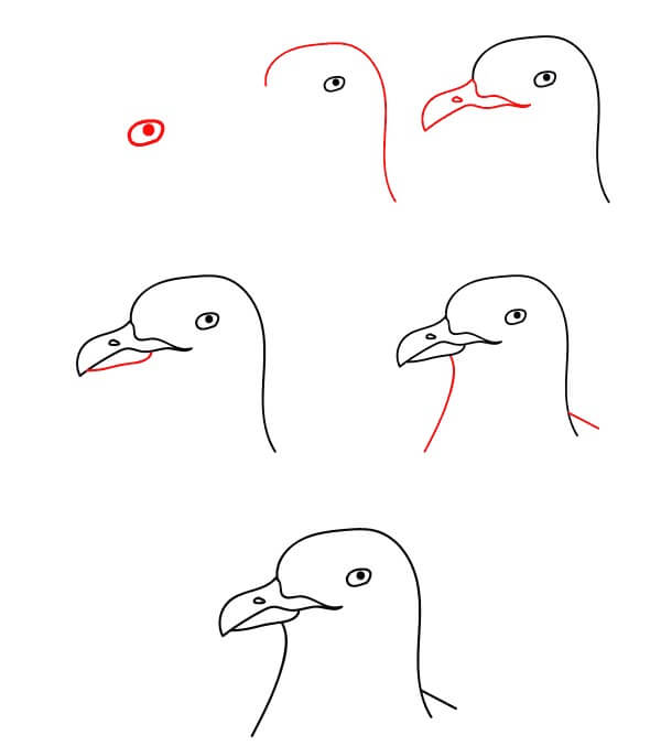 Tête de mouette dessin