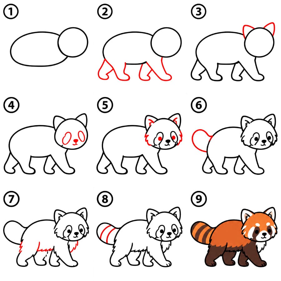 Panda roux qui marche dessin